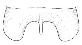   Anthidium schwarzi  male, diagram showing dorsal view of seventh tergum (T7), diagram from Gonzalez and Griswold 2013 
